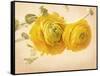 Ranunculus Flowers on Yellow Background-egal-Framed Stretched Canvas