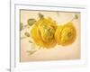 Ranunculus Flowers on Yellow Background-egal-Framed Art Print