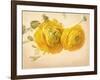 Ranunculus Flowers on Yellow Background-egal-Framed Art Print