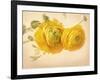 Ranunculus Flowers on Yellow Background-egal-Framed Art Print