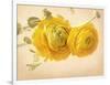 Ranunculus Flowers on Yellow Background-egal-Framed Art Print