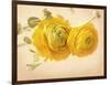 Ranunculus Flowers on Yellow Background-egal-Framed Art Print