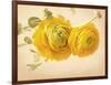 Ranunculus Flowers on Yellow Background-egal-Framed Art Print