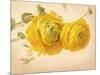 Ranunculus Flowers on Yellow Background-egal-Mounted Art Print