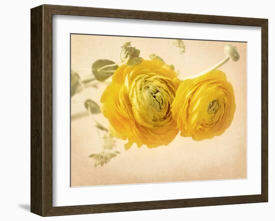 Ranunculus Flowers on Yellow Background-egal-Framed Art Print