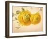 Ranunculus Flowers on Yellow Background-egal-Framed Art Print