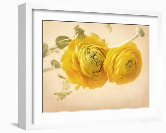 Ranunculus Flowers on Yellow Background-egal-Framed Art Print