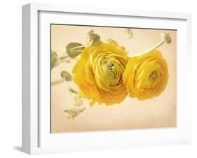 Ranunculus Flowers on Yellow Background-egal-Framed Art Print