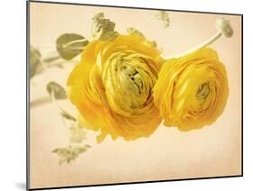 Ranunculus Flowers on Yellow Background-egal-Mounted Art Print