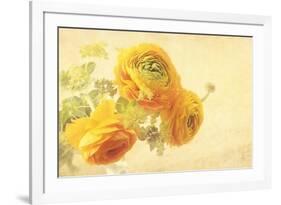 Ranunculus Flowers on Yellow Background-egal-Framed Art Print