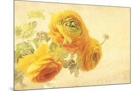 Ranunculus Flowers on Yellow Background-egal-Mounted Art Print