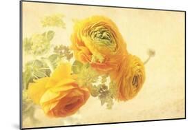 Ranunculus Flowers on Yellow Background-egal-Mounted Art Print