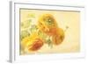 Ranunculus Flowers on Yellow Background-egal-Framed Art Print