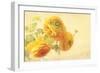 Ranunculus Flowers on Yellow Background-egal-Framed Premium Giclee Print