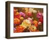 Ranunculus Garden-Emma Styles-Framed Art Print