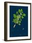 Ranunculus Heterophyllus; Various Leaved Water-Crowfoot-null-Framed Giclee Print