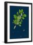 Ranunculus Heterophyllus; Various Leaved Water-Crowfoot-null-Framed Giclee Print