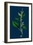 Ranunculus Hirsutus; Hairy Crowfoot-null-Framed Giclee Print