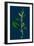 Ranunculus Hirsutus; Hairy Crowfoot-null-Framed Giclee Print