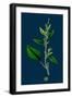Ranunculus Hirsutus; Hairy Crowfoot-null-Framed Giclee Print