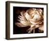 Ranunculus I-Christine Zalewski-Framed Premium Giclee Print