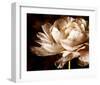 Ranunculus I-Christine Zalewski-Framed Premium Giclee Print