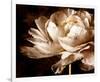 Ranunculus I-Christine Zalewski-Framed Premium Giclee Print