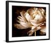 Ranunculus I-Christine Zalewski-Framed Art Print