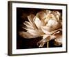 Ranunculus I-Christine Zalewski-Framed Art Print