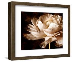 Ranunculus I-Christine Zalewski-Framed Art Print