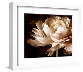 Ranunculus I-Christine Zalewski-Framed Art Print