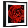 Ranunculus II-Christine Zalewski-Framed Art Print