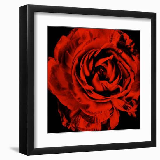 Ranunculus II-Christine Zalewski-Framed Art Print