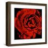 Ranunculus II-Christine Zalewski-Framed Art Print