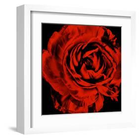 Ranunculus II-Christine Zalewski-Framed Art Print