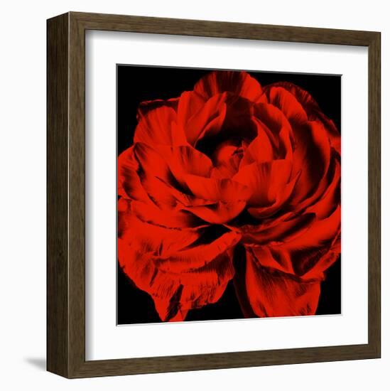 Ranunculus III-Christine Zalewski-Framed Art Print