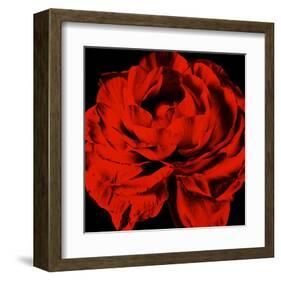 Ranunculus III-Christine Zalewski-Framed Art Print