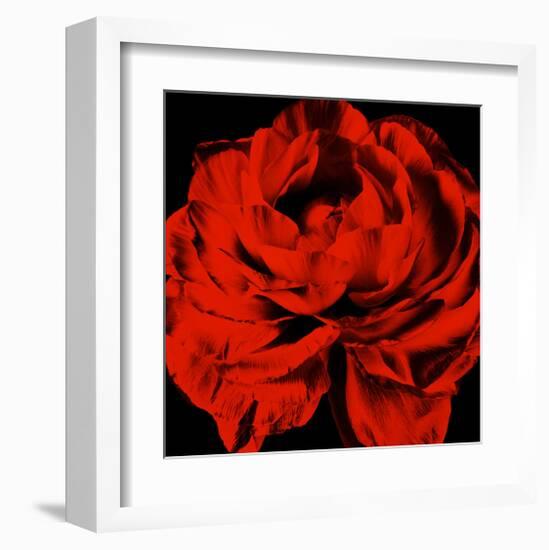 Ranunculus III-Christine Zalewski-Framed Art Print