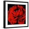 Ranunculus III-Christine Zalewski-Framed Art Print