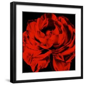 Ranunculus III-Christine Zalewski-Framed Art Print