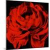 Ranunculus III-Christine Zalewski-Mounted Art Print