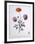 Ranunculus, Illustration from 'The British Herbalist', 1769-John Edwards-Framed Giclee Print