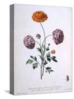 Ranunculus, Illustration from 'The British Herbalist', 1769-John Edwards-Stretched Canvas