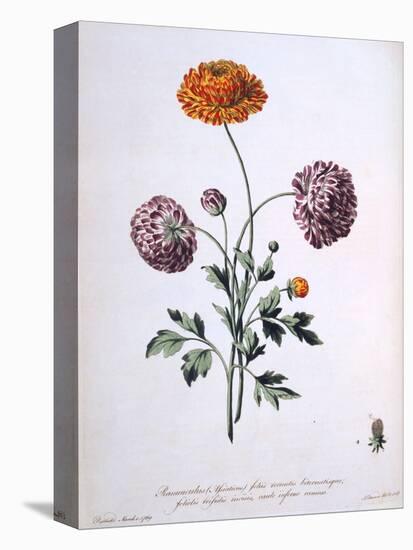 Ranunculus, Illustration from 'The British Herbalist', 1769-John Edwards-Stretched Canvas