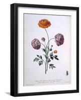 Ranunculus, Illustration from 'The British Herbalist', 1769-John Edwards-Framed Giclee Print