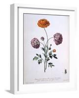 Ranunculus, Illustration from 'The British Herbalist', 1769-John Edwards-Framed Giclee Print