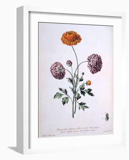 Ranunculus, Illustration from 'The British Herbalist', 1769-John Edwards-Framed Giclee Print