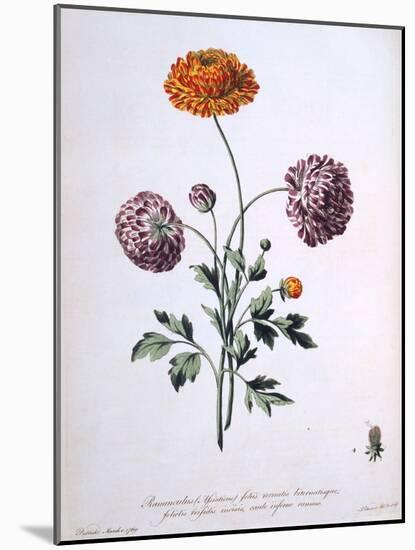 Ranunculus, Illustration from 'The British Herbalist', 1769-John Edwards-Mounted Giclee Print