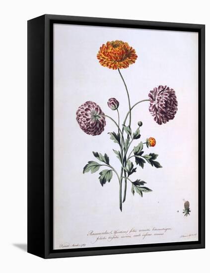 Ranunculus, Illustration from 'The British Herbalist', 1769-John Edwards-Framed Stretched Canvas