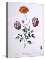 Ranunculus, Illustration from 'The British Herbalist', 1769-John Edwards-Stretched Canvas